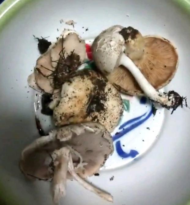 什么蘑菇有毒还可以吃（这些蘑菇都有毒）(5)