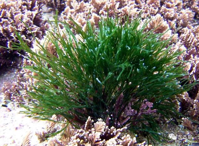 海缸如何通过藻类判断水质（海缸中常见的绿色藻类的控制方法）(15)