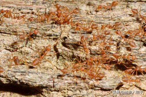 红火蚁被咬后可以治好吗（被入侵生物红火蚁咬伤怎么处理）(1)