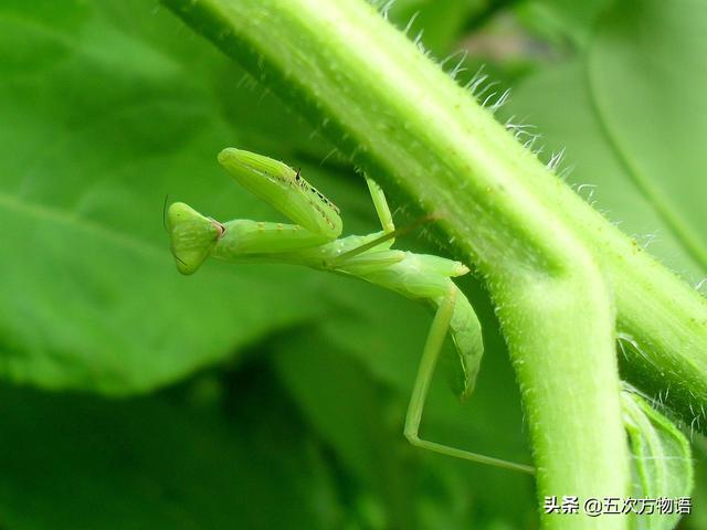 常见的绿色螳螂（常见螳螂图鉴）(3)