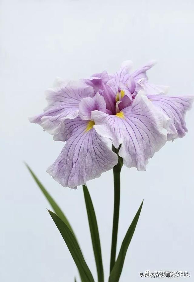 14种香水花（鸢尾花法国的国花）(6)