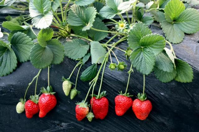草莓品种那么多怎么选择（草莓不知道选什么品种）(7)