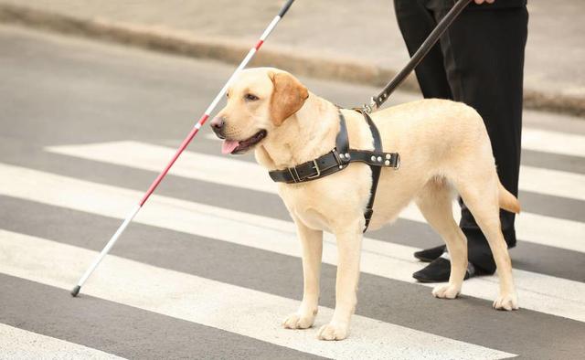 导盲犬被允许乘坐公交地铁（拒绝导盲犬乘地铁）(5)