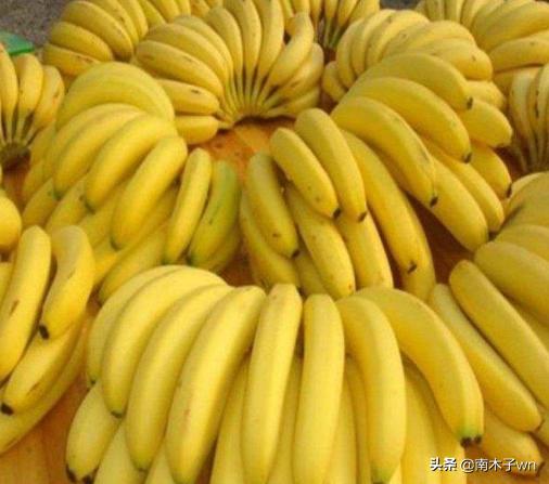 香蕉和芭蕉的共同点（香蕉和芭蕉长的那么像）(4)