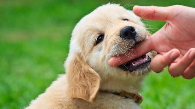 怎样纠正狗狗从小咬手的习惯（狗狗把主人的手当咬胶怎么办）(4)