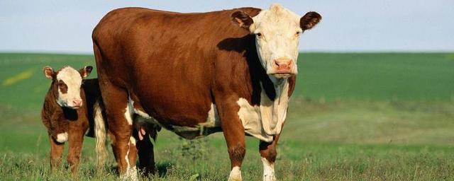 牛的养殖成本和利润（养肉牛的利润与成本是多少）(1)