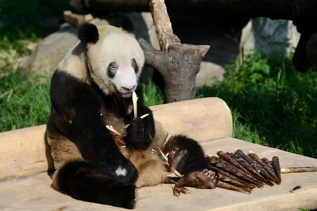 全球圈养最长寿的大熊猫是（世界上最长寿人工饲养熊猫滚滚去世）(2)