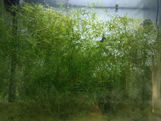 我缸里的水草为什么会发黄腐烂（为什么栽种的水草会出现发黑）(6)