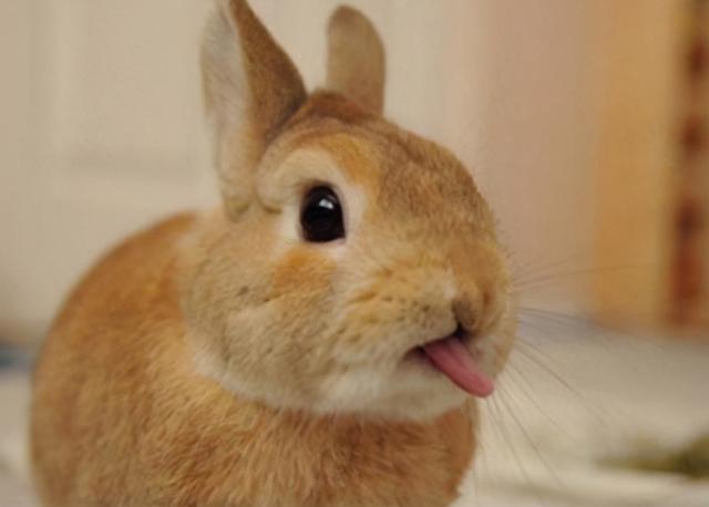 宠物兔子名字接地气可爱（自带萌点的宠物兔子名字心要被软化了-可爱点）(1)