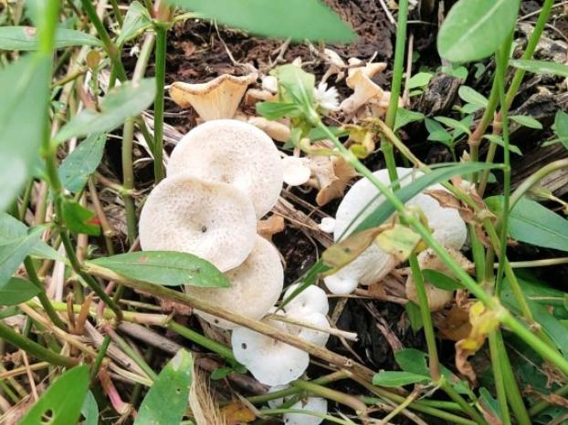 什么蘑菇有毒还可以吃（这些蘑菇都有毒）(3)