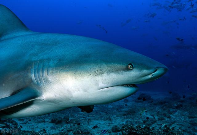 世界上十种最可怕的鲨鱼（十种最危险的鲨鱼排行榜）(9)