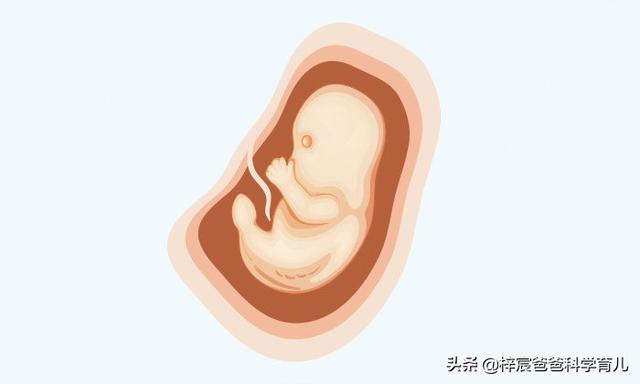 怀孕十个月胎儿身体变化（孕妇和胎儿每天都会发生着变化）(5)