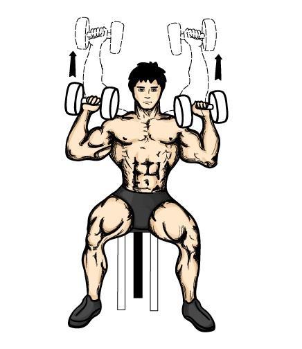 用哑铃怎么练胸肌和手臂肌肉（全方位刺激身上肌肉）(5)