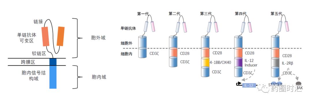 基因修饰免疫细胞的真实效果（你知道免疫细胞如何发挥治疗作用吗）(5)