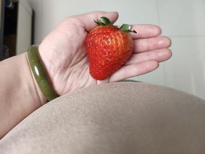 草莓种植条件怎么样（草莓生长对外界环境的要求及高架槽式栽培技术）(4)