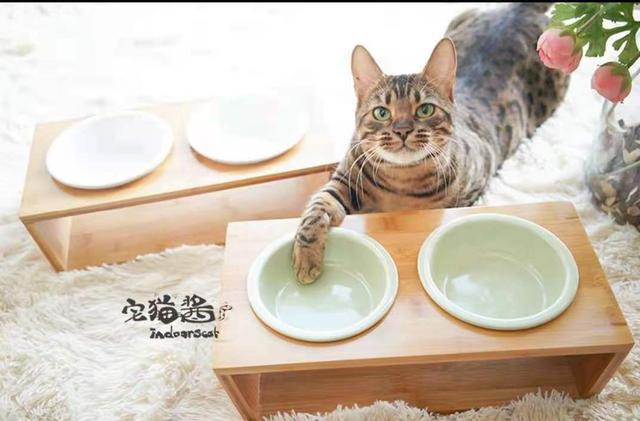 养猫须知送上七个实用养猫技巧（献给第一次养猫的铲屎官）(10)