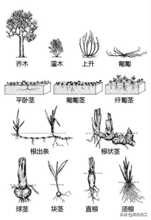 植物基本结构图（植物生理与结构图谱）(4)