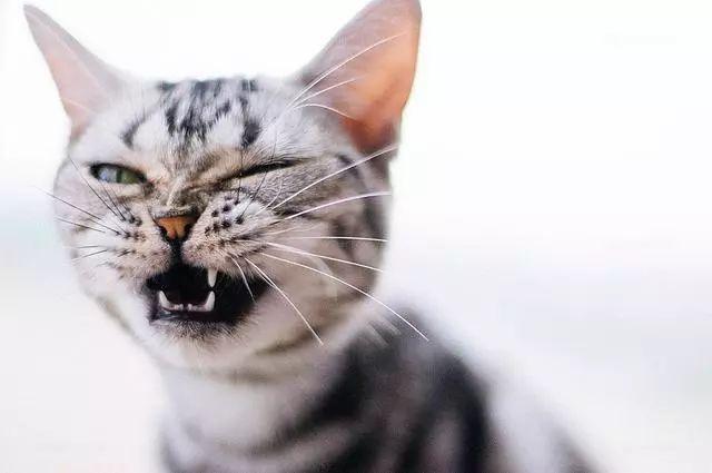 猫咪正常但是口臭（猫咪口臭的原因与治疗方法）(3)