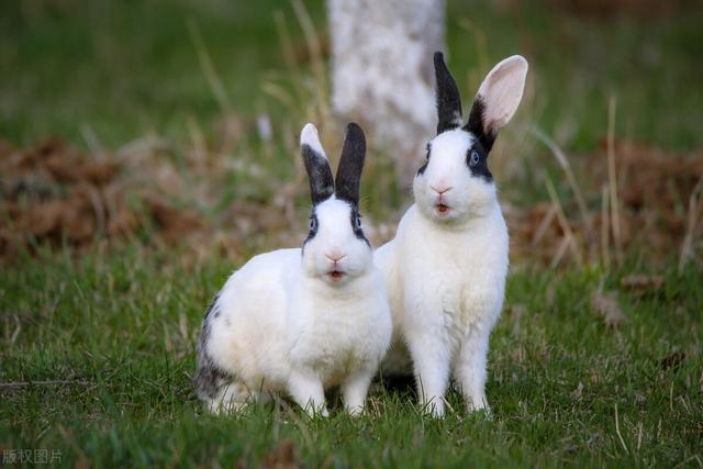 兔子有哪些血统（3只兔子7个月繁殖近百只）(3)