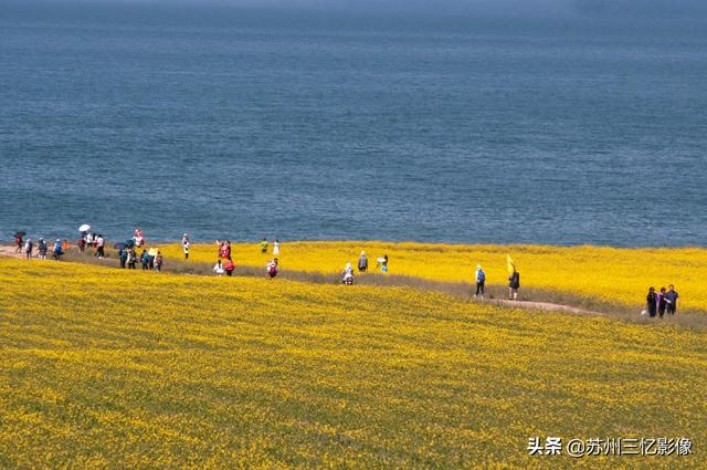 青海湖还有没有油菜花（青海湖是夏天最好的避暑与赏油菜花的胜地）