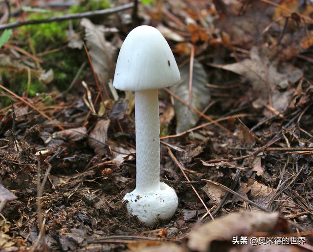 世界上十种最毒的蘑菇（全世界最毒的十种蘑菇）(24)
