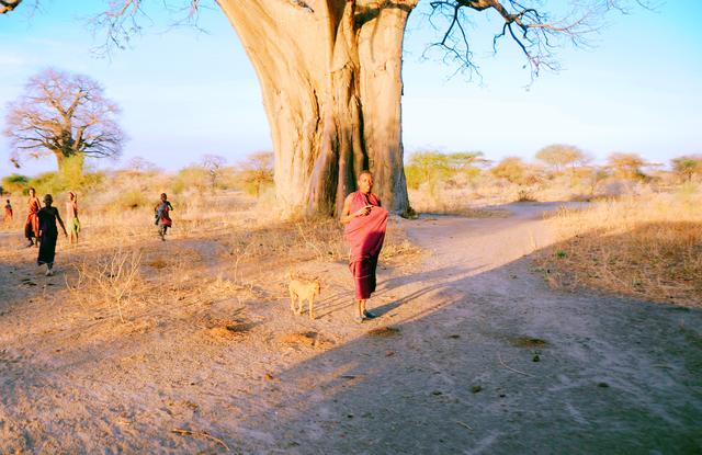 非洲境内的万能树（非洲万能树）(7)