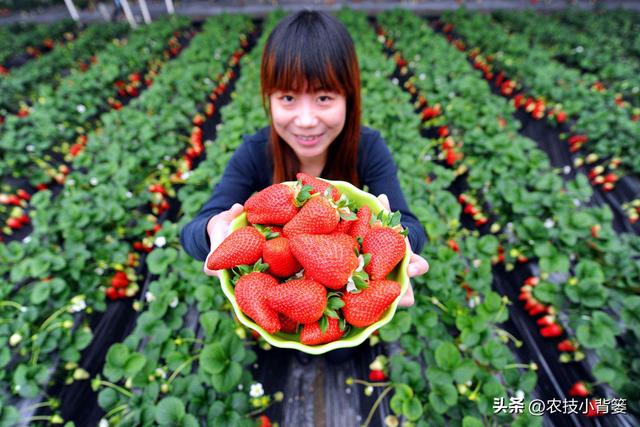 怎样让草莓花芽连续生长（草莓花芽分化有规律）(20)