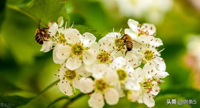 勤劳的小蜜蜂有付出就有收获（在春暖花开的日子里）(2)