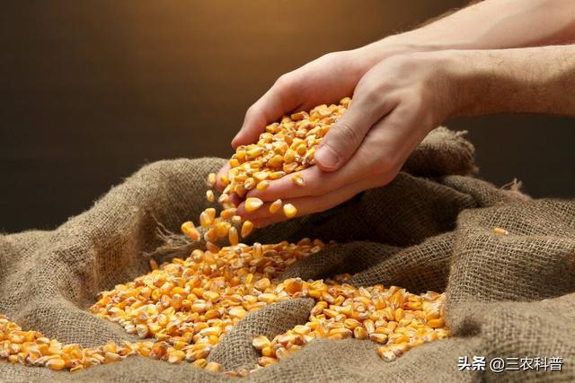 玉米种子种植前注意事项（选择玉米种子注意以下6点）(2)