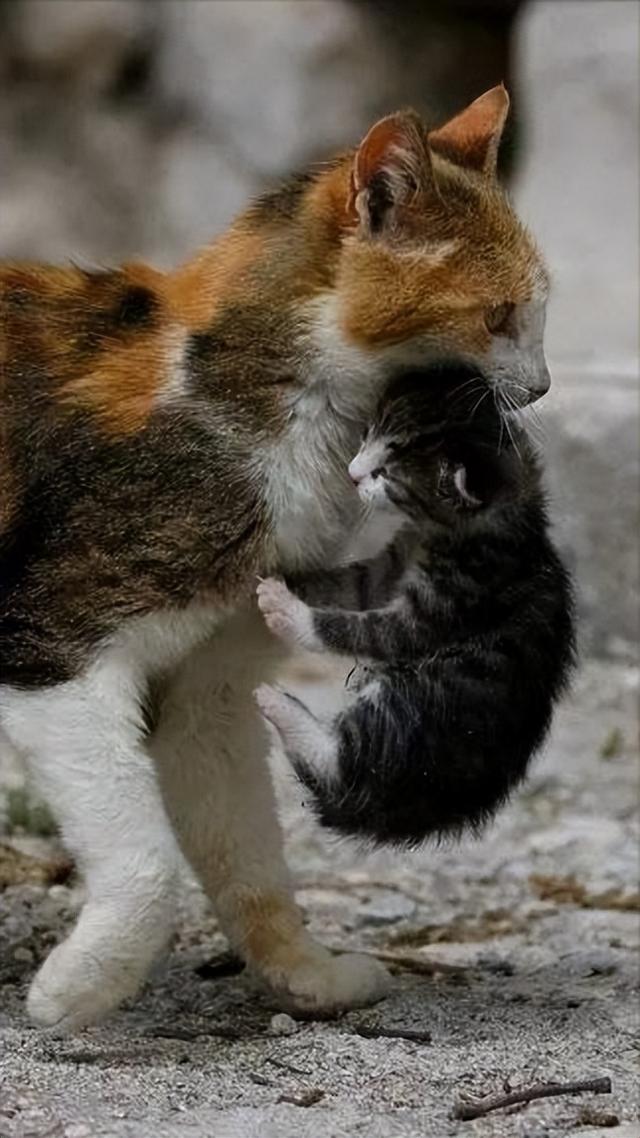 母猫为什么老是把一只幼崽叼出来（母猫叼崽给你）(1)