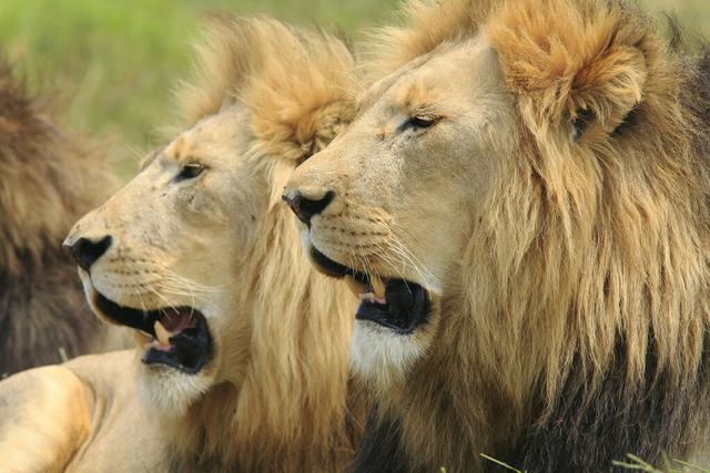 狮群的守护是母狮还是雄狮守护（狮群中的母狮都是狮王的老婆吗）(2)