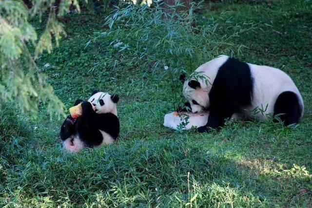 熊猫在国外到底多受欢迎（大熊猫在国外有多火）(10)