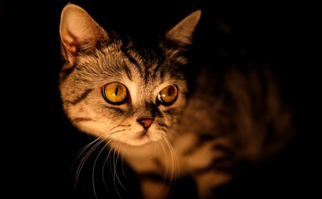 猫咪发怒的叫声有什么预兆（猫咪半夜发出哀叫声）(5)