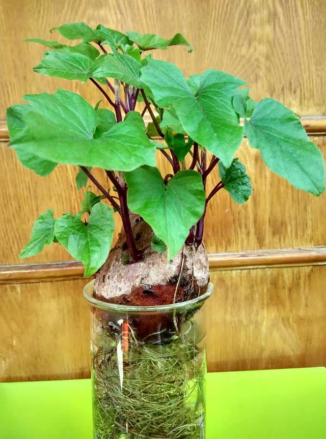 水养出芽的芋头盆栽（一个芋头放水里）(6)