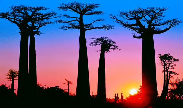 非洲境内的万能树（非洲万能树）(4)
