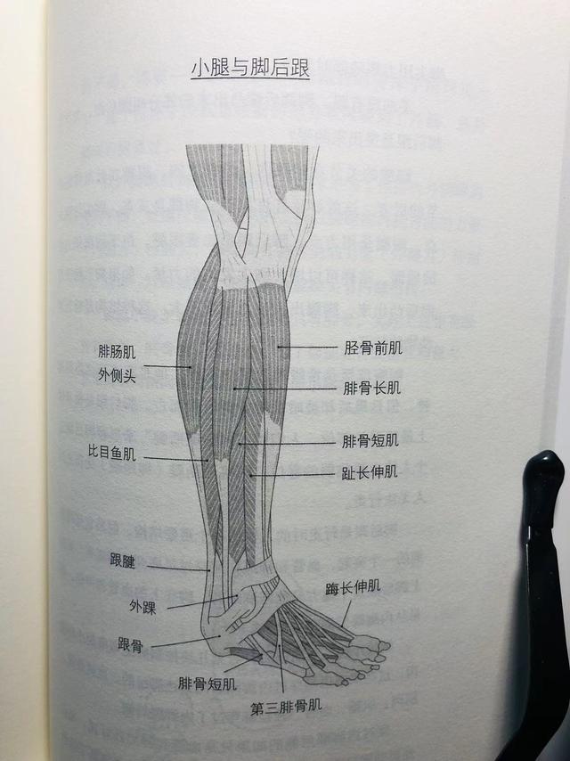 解剖正确姿势图解（解剖作为了解自己身体的一个方法）(6)