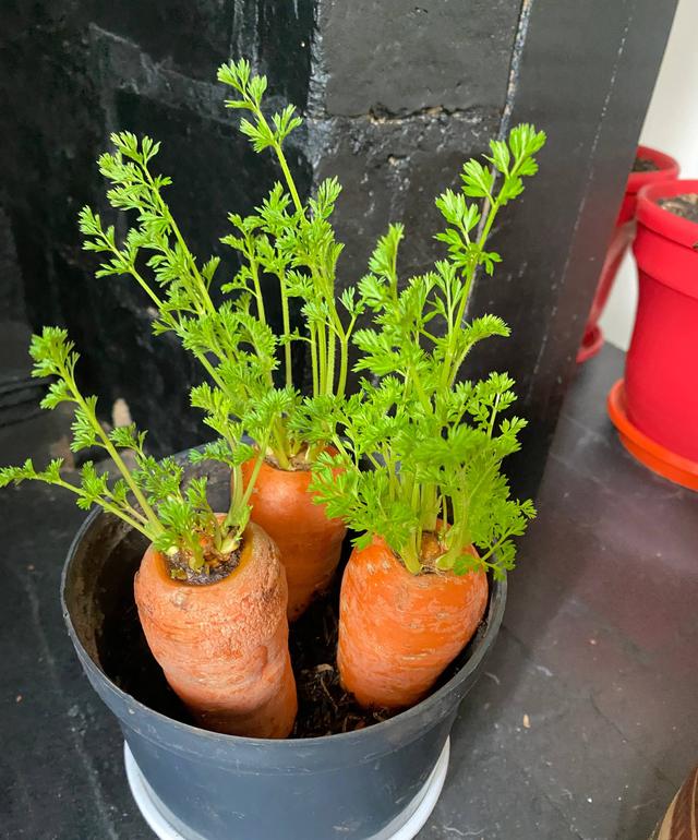 家庭自制小盆栽蔬菜（5种蔬菜吃不完就放水里面）