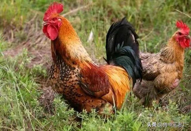 芦花鸡跟普通土鸡有什么区别（鸡是真鸡却穿着品牌装）(7)