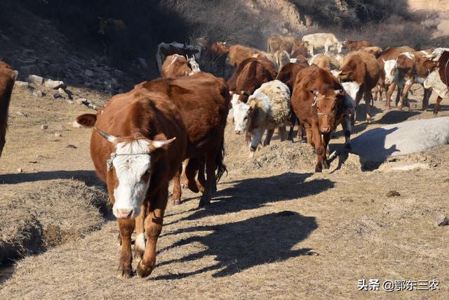 农村养6头牛一年的利润（农村养殖户卖牛）(2)