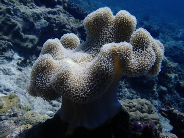 珊瑚的品种和分类（皮革珊瑚中最好看品种-象耳珊瑚）