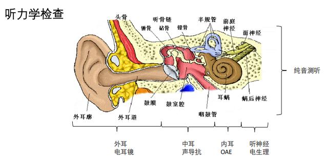 耳朵突然听不见怎么治疗（耳朵突然听不见）(4)