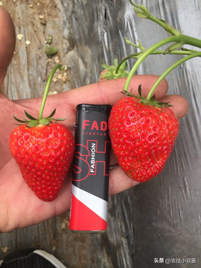 怎样让草莓花芽连续生长（草莓花芽分化有规律）(21)