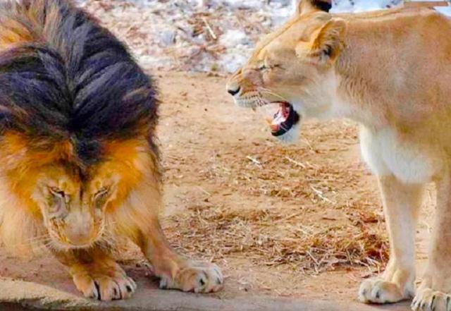 狮群的守护是母狮还是雄狮守护（狮群中的母狮都是狮王的老婆吗）(11)
