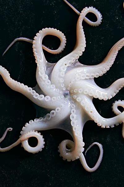 章鱼是一种神秘的海洋动物（海洋中智慧能力超群的一种软体生物）(5)