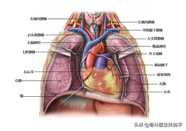 史上最全心脏解剖图值得收藏（堪称经典的心脏解剖图谱）(2)