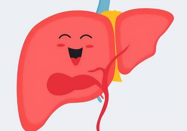 健康的肝脏会有哪些变化（肝脏的功能有哪些）(4)