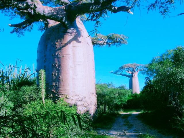 非洲境内的万能树（非洲万能树）(10)