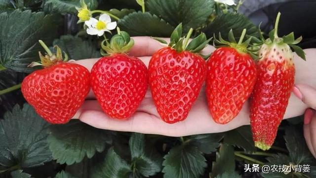 怎样让草莓花芽连续生长（草莓花芽分化有规律）(9)