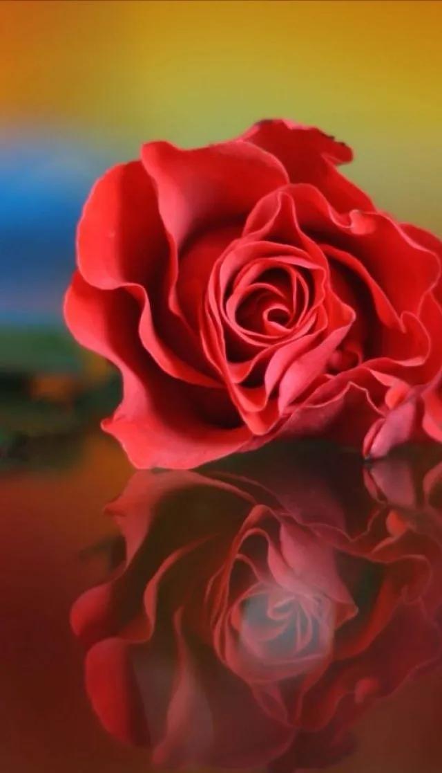 手机壁纸玫瑰唯美（唯美玫瑰花手机壁纸）(2)