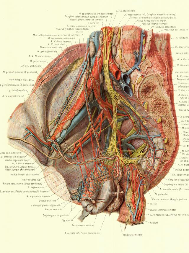 人体各种解剖学图谱（这本精美的人体解剖图集）(9)